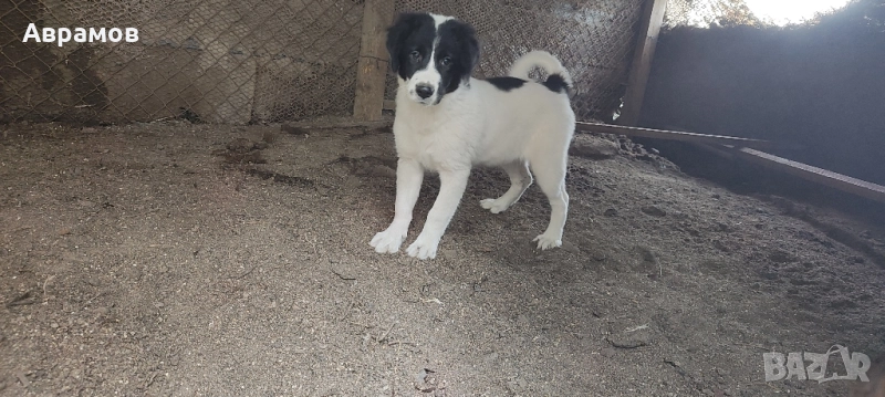 Кученцата се Подаряват!, снимка 1