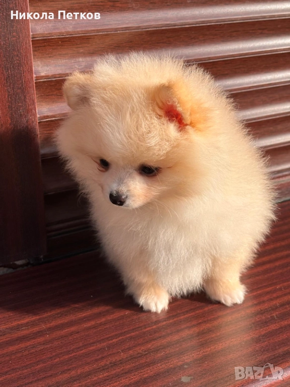 Померан , снимка 1