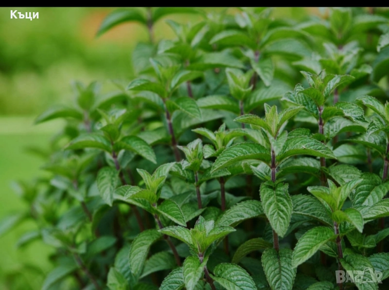 Корен от Мента., снимка 1
