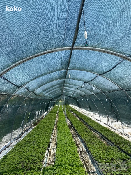 Разсад Ягода, снимка 1