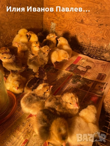 Яйца и пилета крем легбар и др., снимка 3 - други­ - 49709163