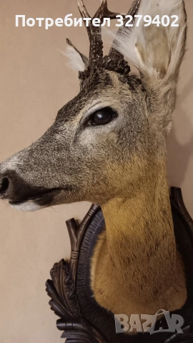 Препарирани Сръндаци 2 броя, снимка 9 - Други - 53132037