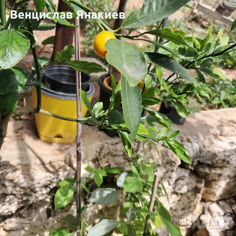 комкуат дръвче. 