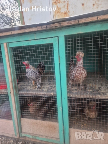 Продавам гъски патици и пуйки , снимка 9 - Патици и гъски - 53964312