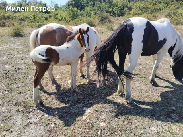 коне, снимка 7 - Коне - 52392950