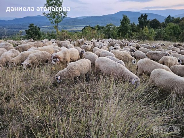 Реплянски овце по селекция, снимка 3 - Овце - 40665902