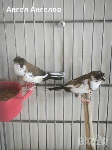 зеброви амадини и японски амадини , снимка 3 - Амадини - 54137748