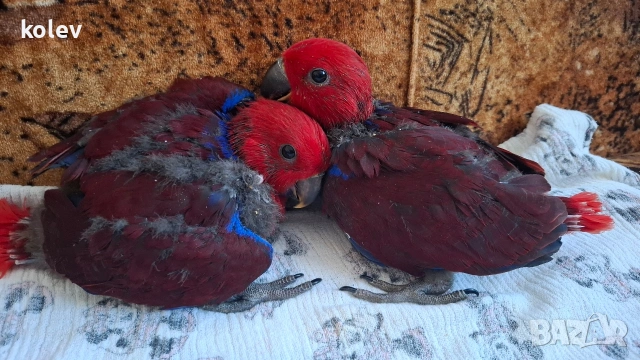Папагали Еклектус бебета ( едно свободно)