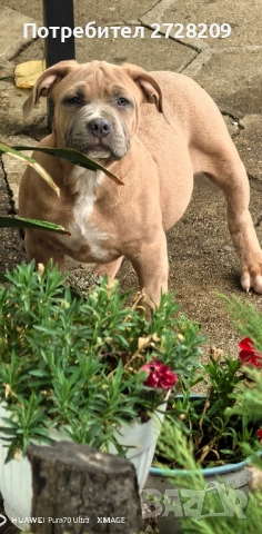 Американско Були ХЛ/ American Bully XL, снимка 12 - Питбул - 51410382