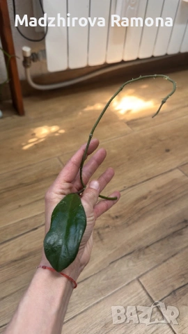 Hoya Хоя Hot Lips 