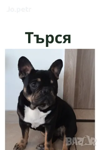 Френски булдог