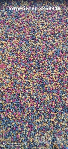 Пчелен прашец , снимка 1