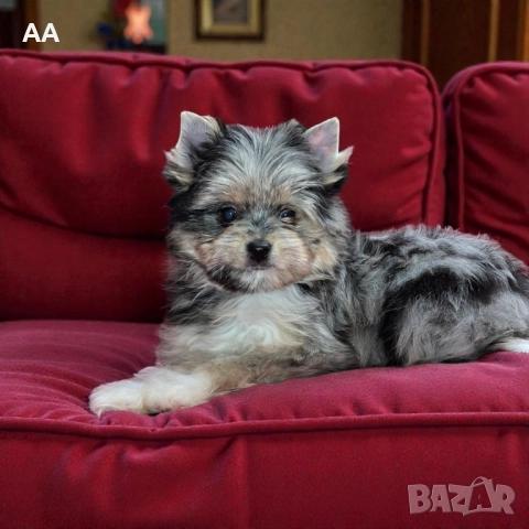 Резервирана! Йоркширски териер, момиче, с цвят синьо мерле