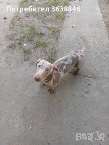 Мини дакел, снимка 6 - Дакели - 52310833