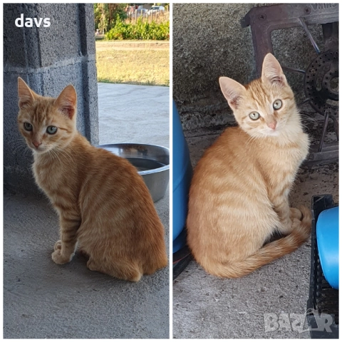 Малки котета – различни шарки, снимка 18 - Други - 51973052