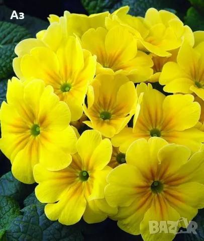 Продавам цветя Иглика (полска), снимка 2 - Разсади - 47332304