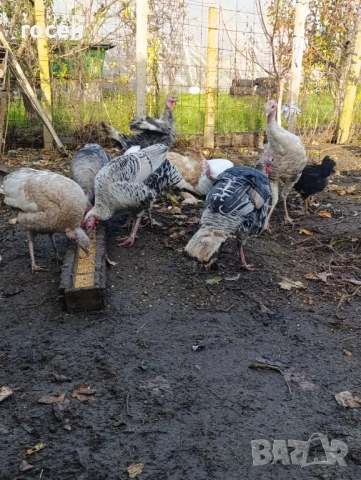 Пуяци и пуйки , снимка 4 - Кокошки и пуйки - 52475634