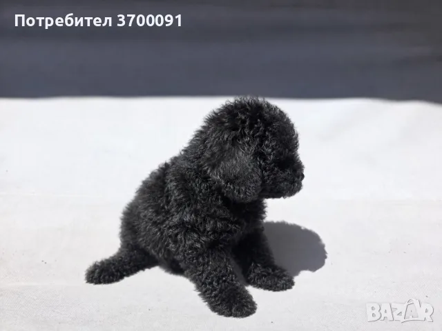 пуделче / мини пуделче , снимка 2 - Пудели - 55720238
