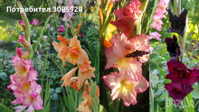 ❌️❌️НЯМА НАЛИЧНОСТ❌️❌️✍🏻Поръчки от есента до април✍🏻  Гладиоли микс - луковици✍🏻 ✍🏻 , снимка 2 - Градински цветя и растения - 38214698