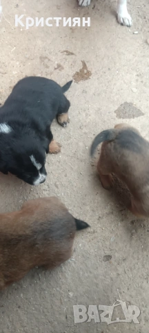 Подарявам три малки кученца 