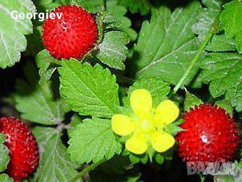 Ягоди декоративни, снимка 1