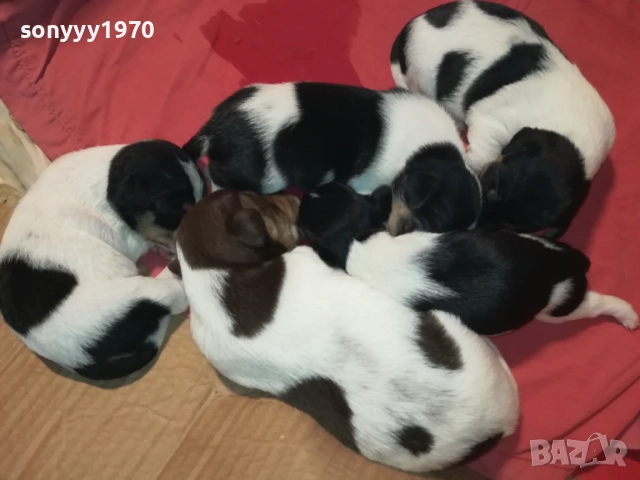 ДЖАК РЪСЕЛ-250ЛВ ЗА СЛАДКО КУТРЕ ПО ИЗБОР 2708251900, снимка 6 - Джак ръсел териер - 51513731