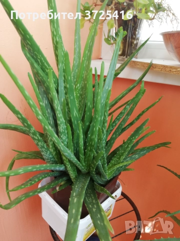 Алое, снимка 3 - Градински цветя и растения - 50980894