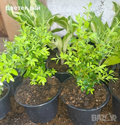 Чимшир в саксия ф13 , снимка 7 - Градински цветя и растения - 54265744