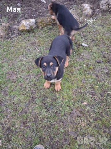 Бебета копойчета, снимка 10 - Други - 52566062