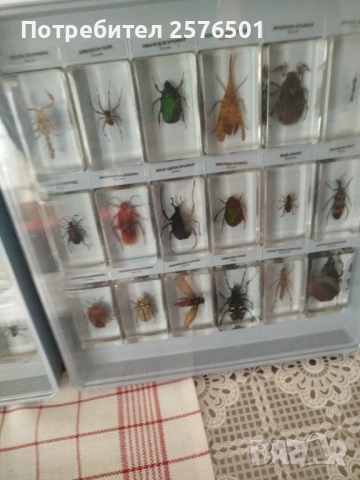 Буболечки и чудновати животинки , снимка 3 - Специализирана литература - 54082498