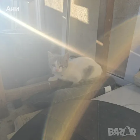 Котенце на 2 месеца и половина