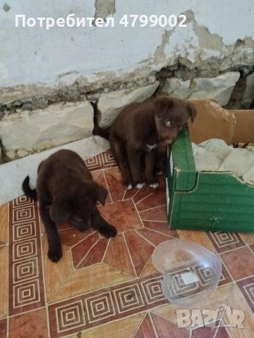 Малки 3 броя Кученца  Лабрадор 