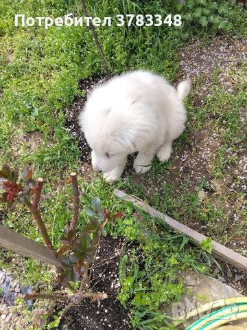 Кавказка овчарка . , снимка 4 - Бяла овчарка - 54115035