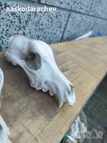 Череп, черепи за декорация, снимка 18 - Декорация за дома - 39432640