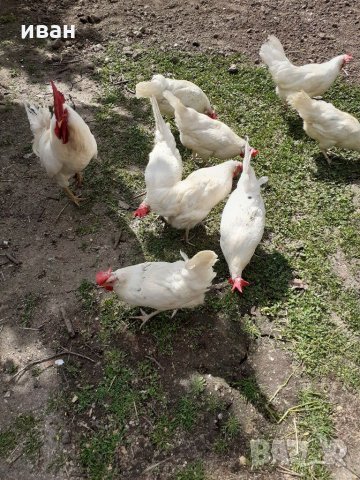 разплодни яйца от легхорн, снимка 9 - други­ - 16386746