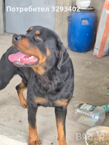 ротвайлер, снимка 8 - Ротвайлер - 52488394