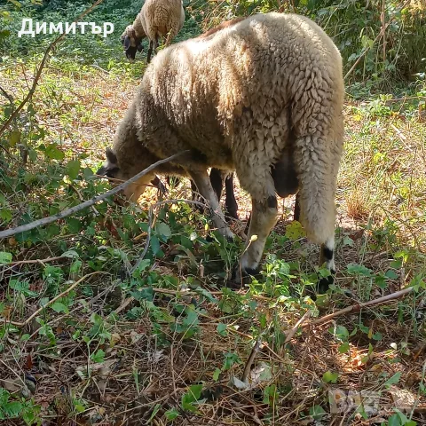 мъжко шиле овне, снимка 4 - Овце - 55873961