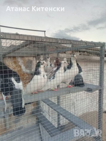 Гълъби високолетачи ПАЗАРДЖИШКИ!, снимка 6 - Гълъби - 30137742