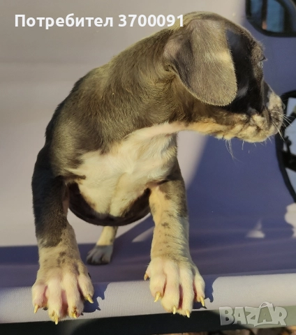 питбул, снимка 8 - Питбул - 52775499