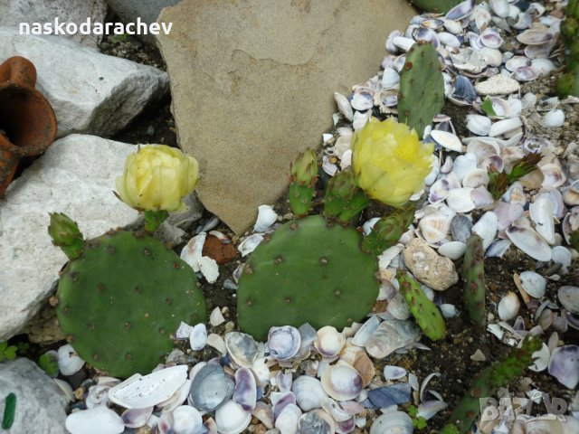 Студоустойчиви кактуси Опунция (Бодлива круша) подходящи за Вашата красива градина, снимка 5 - Градински цветя и растения - 29201767