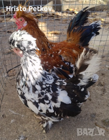 Продавам Чифт Бреговски Джинки , снимка 2 - Кокошки и пуйки - 52423807