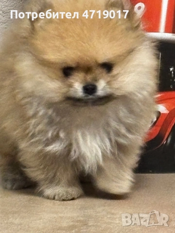 Мъжки померанчета, снимка 3 - Померан - 53222657