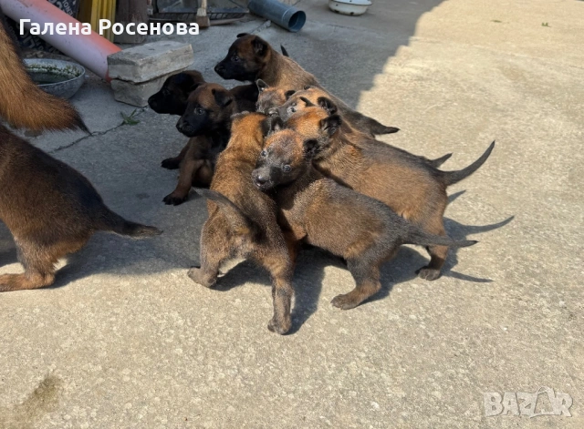 Белгийска овчарка Малиноа, снимка 8 - Белгийска овчарка - 54258738