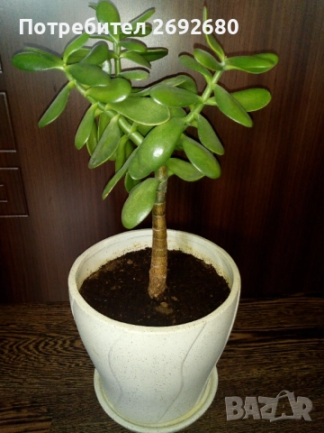 Традесканция рео,кливия,исусов венец, кротон, сансивиера,хибискус , снимка 15 - Стайни растения - 42021101