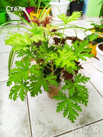 Индрише, Бегония, Бенджамин, Хлорофитум, снимка 1