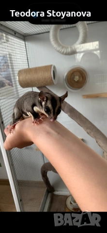 Захарна катерица, снимка 2 - Други животни - 53945237