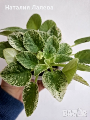 Мини сентполия, Alan's Fallen Angel , снимка 3 - Стайни растения - 53095036