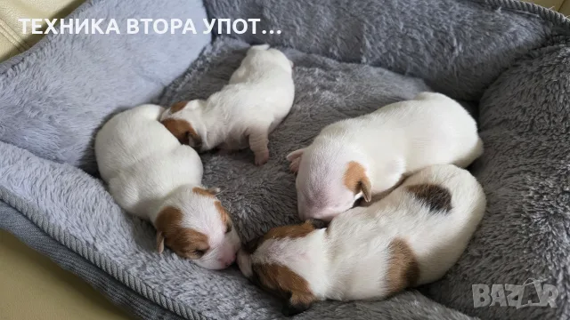 джак ръсел териер, снимка 9 - Джак ръсел териер - 56245930