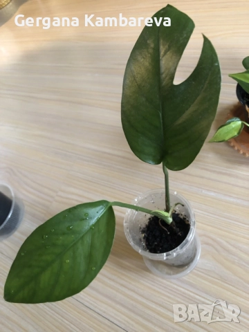 Monstera Aurea, philodendron Florida Beauty, Sodiroi, Cream Splash, Epipremnum Baltic Blue , снимка 10 - Стайни растения - 56086278