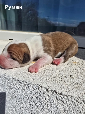 Американски стафордшир териер 